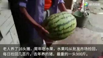 吃瓜群众视频,视频背后的热点追踪与娱乐狂欢